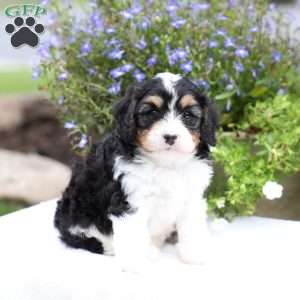 Shawn, Cavapoo Puppy